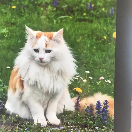 בית נופש Haus Waldblick בראננבורג